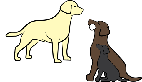 Wilann Labradors, Labrador Puppies, Labrador Breeder Connecticut, Labrador Breeders New England