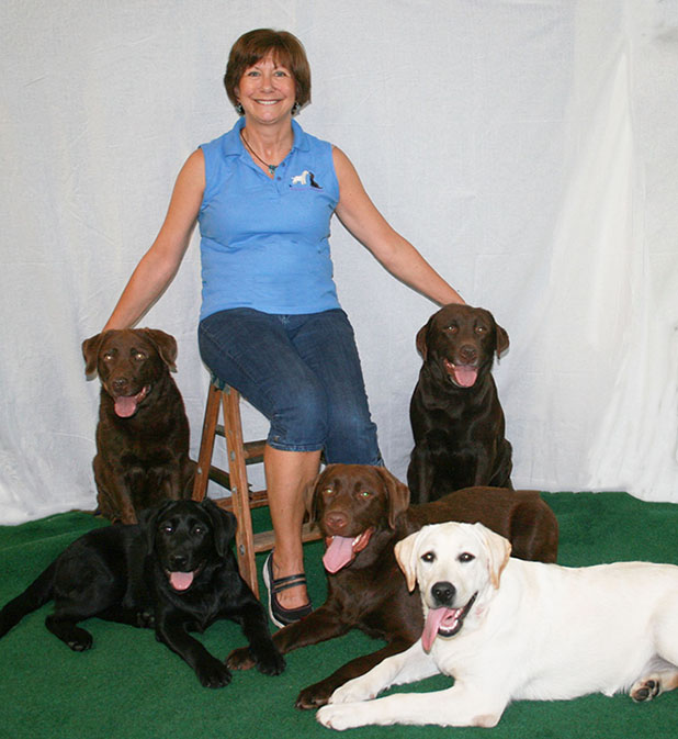 Wilann Labradors, Labrador Puppies, Labrador Breeder Connecticut, Labrador Breeders New England