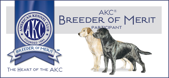 Wilann Labradors, Labrador Puppies, Labrador Breeder Connecticut, Labrador Breeders New England