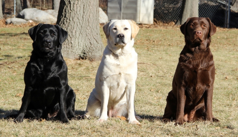Labrador Breeder Connecticut, Labrador Breeders New England, Wilann Labradors, Labrador Puppies