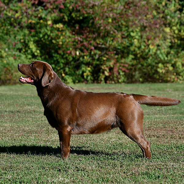 Wilann Labradors, Labrador Puppies, Labrador Breeder Connecticut, Labrador Breeders New England