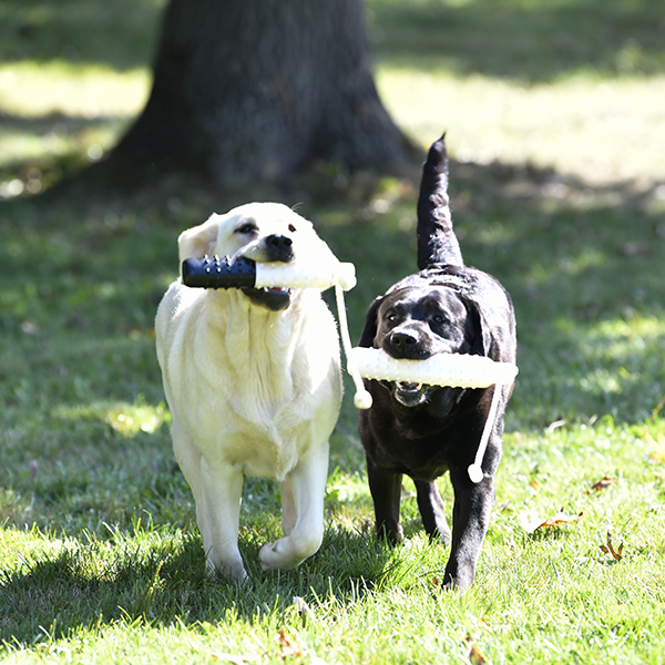 Wilann Labradors, Labrador Puppies, Labrador Breeder Connecticut, Labrador Breeders New England