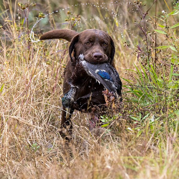 Wilann Labradors, Labrador Puppies, Labrador Breeder Connecticut, Labrador Breeders New England