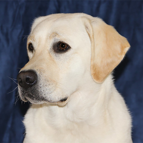 Labrador Breeder Connecticut, Labrador Breeders New England, Wilann Labradors, Labrador Puppies