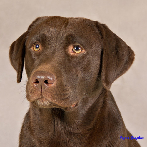 Labrador Breeder Connecticut, Labrador Breeders New England, Wilann Labradors, Labrador Puppies