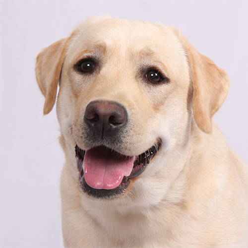 Wilann Labradors, Labrador Puppies, Labrador Breeder Connecticut, Labrador Breeders New England