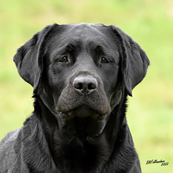 Wilann Labradors, Labrador Puppies, Labrador Breeder Connecticut, Labrador Breeders New England