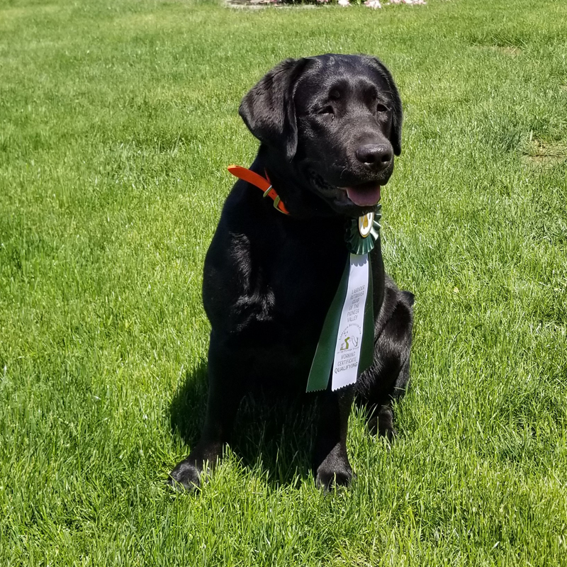 Labrador Breeder Connecticut, Labrador Breeders New England, Wilann Labradors, Labrador Puppies