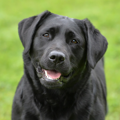 Labrador Breeder Connecticut, Labrador Breeders New England, Wilann Labradors, Labrador Puppies