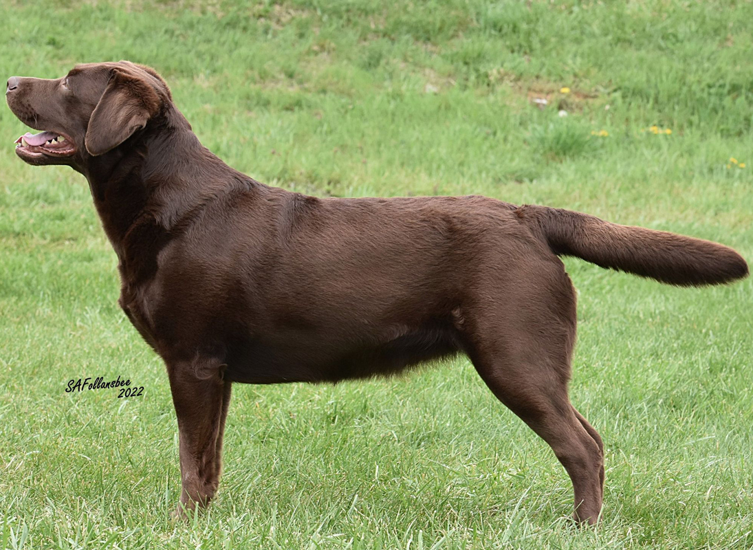 Labrador Breeder Connecticut, Labrador Breeders New England, Wilann Labradors, Labrador Puppies