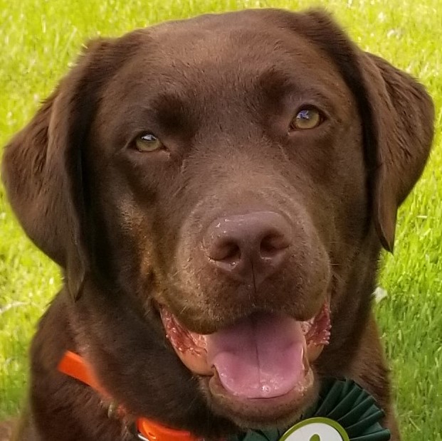 Wilann Labradors, Labrador Puppies, Labrador Breeder Connecticut, Labrador Breeders New England