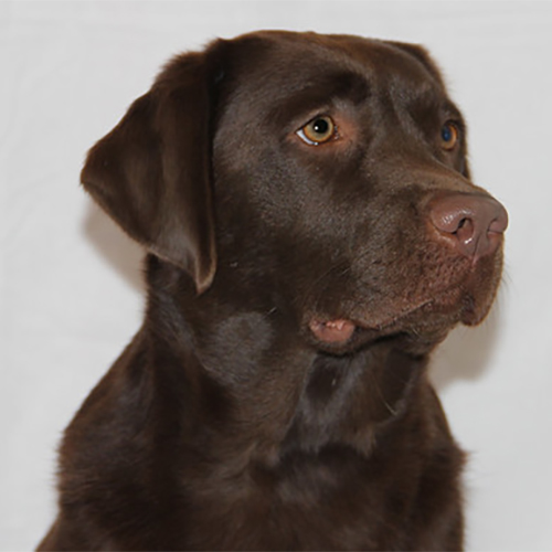 Labrador Breeder Connecticut, Labrador Breeders New England, Wilann Labradors, Labrador Puppies