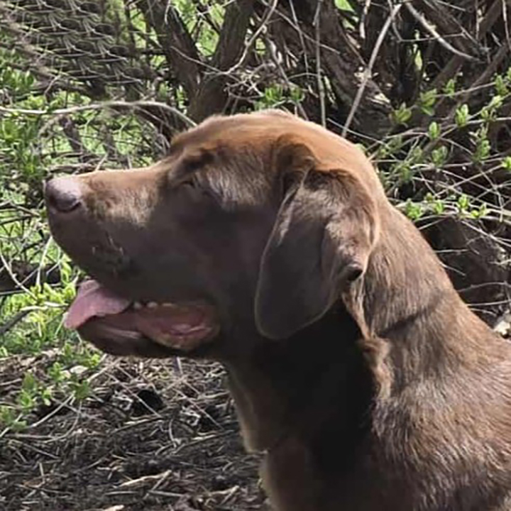 Labrador Breeder Connecticut, Labrador Breeders New England, Wilann Labradors, Labrador Puppies