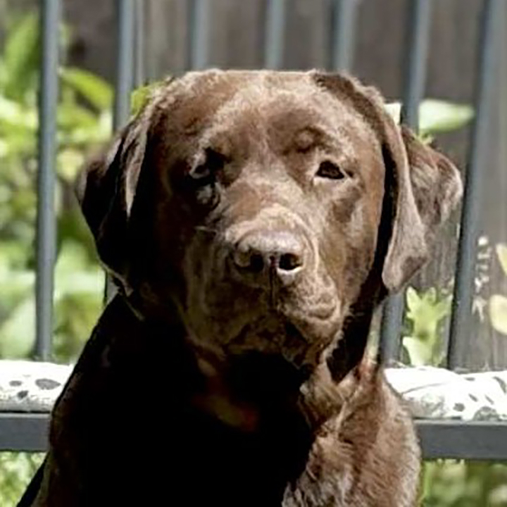 Wilann Labradors, Labrador Puppies, Labrador Breeder Connecticut, Labrador Breeders New England