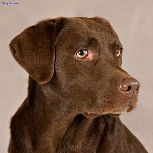 Wilann Labradors, Labrador Puppies, Labrador Breeder Connecticut, Labrador Breeders New England