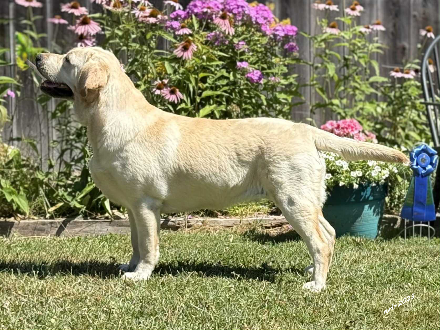 Labrador Breeder Connecticut, Labrador Breeders New England, Wilann Labradors, Labrador Puppies