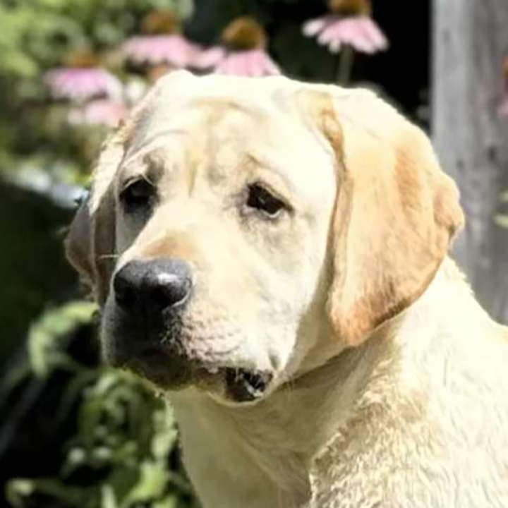 Wilann Labradors, Labrador Puppies, Labrador Breeder Connecticut, Labrador Breeders New England