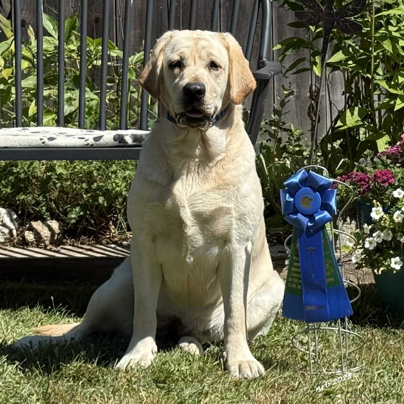 Wilann Labradors, Labrador Puppies, Labrador Breeder Connecticut, Labrador Breeders New England