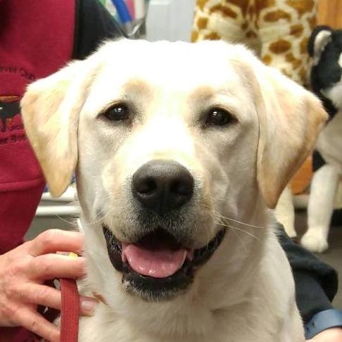 Wilann Labradors, Labrador Puppies, Labrador Breeder Connecticut, Labrador Breeders New England
