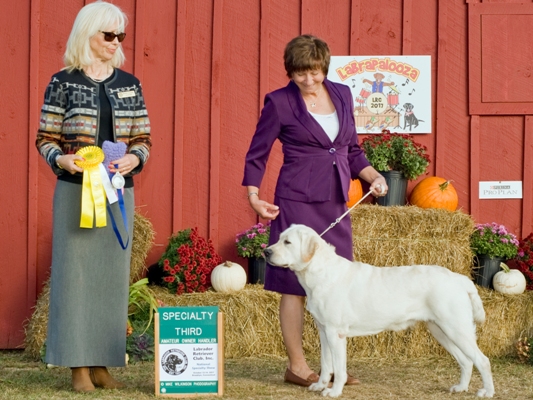 Wilann Labradors, Labrador Puppies, Labrador Breeder Connecticut, Labrador Breeders New England