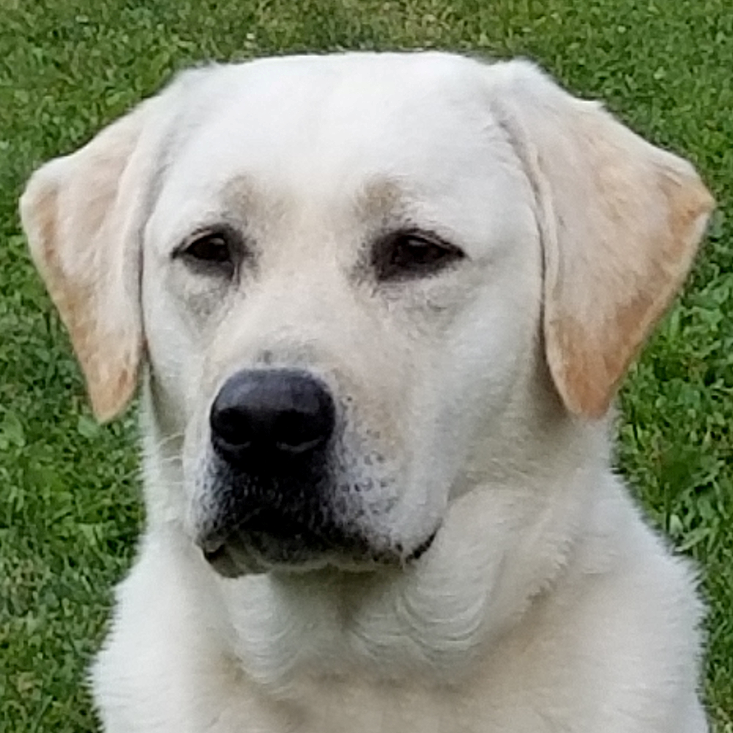 Wilann Labradors, Labrador Puppies, Labrador Breeder Connecticut, Labrador Breeders New England
