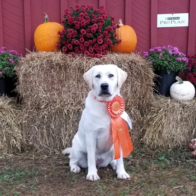 Wilann Labradors, Labrador Puppies, Labrador Breeder Connecticut, Labrador Breeders New England