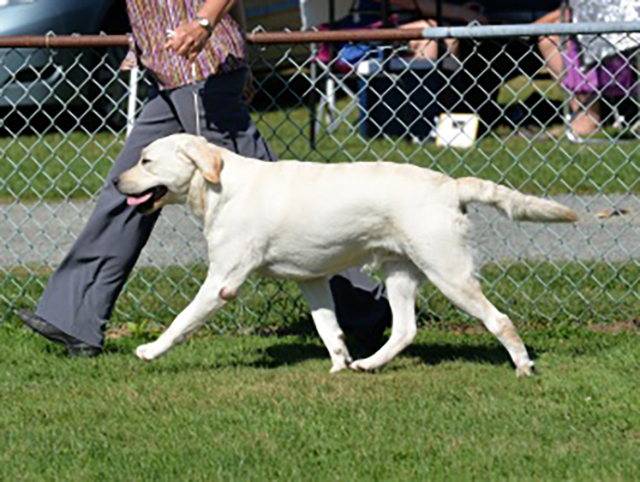 Wilann Labradors, Labrador Puppies, Labrador Breeder Connecticut, Labrador Breeders New England