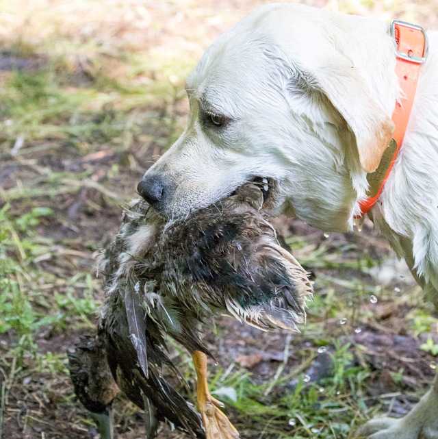Wilann Labradors, Labrador Puppies, Labrador Breeder Connecticut, Labrador Breeders New England