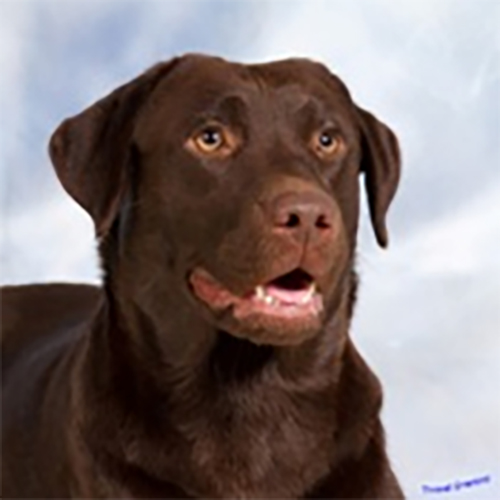 Wilann Labradors, Labrador Puppies, Labrador Breeder Connecticut, Labrador Breeders New England