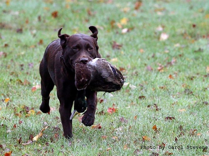 Wilann Labradors, Labrador Puppies, Labrador Breeder Connecticut, Labrador Breeders New England