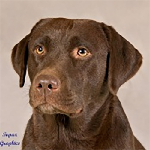 Wilann Labradors, Labrador Puppies, Labrador Breeder Connecticut, Labrador Breeders New England