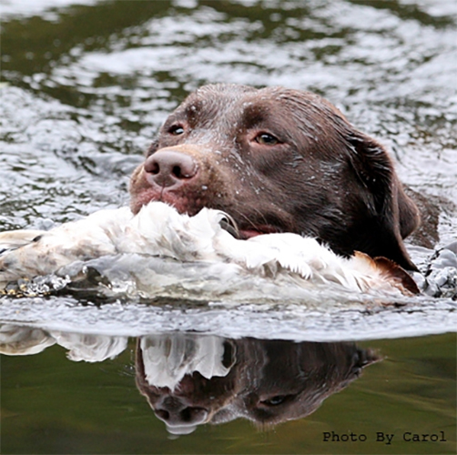 Wilann Labradors, Labrador Puppies, Labrador Breeder Connecticut, Labrador Breeders New England