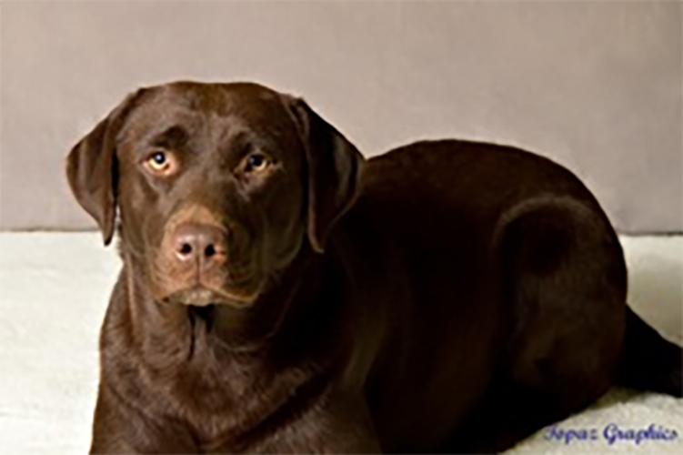 Wilann Labradors, Labrador Puppies, Labrador Breeder Connecticut, Labrador Breeders New England