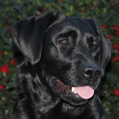 Wilann Labradors, Labrador Puppies, Labrador Breeder Connecticut, Labrador Breeders New England