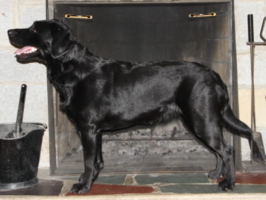 Wilann Labradors, Labrador Puppies, Labrador Breeder Connecticut, Labrador Breeders New England
