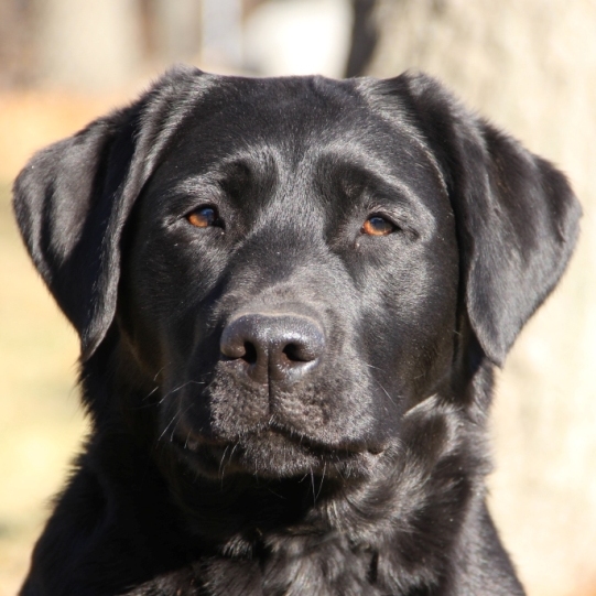 Wilann Labradors, Labrador Puppies, Labrador Breeder Connecticut, Labrador Breeders New England