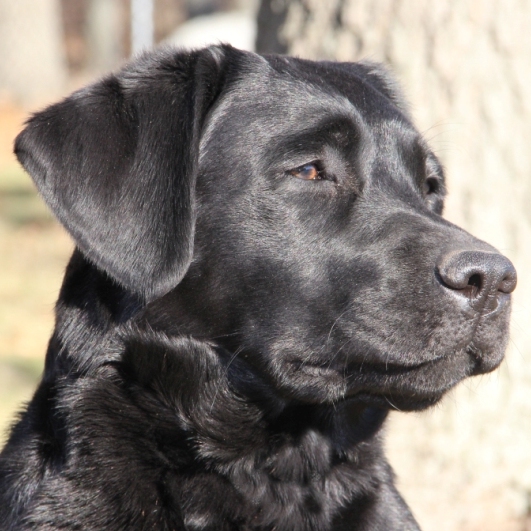 Wilann Labradors, Labrador Puppies, Labrador Breeder Connecticut, Labrador Breeders New England