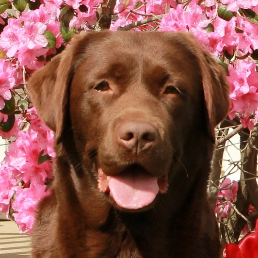 Wilann Labradors, Labrador Puppies, Labrador Breeder Connecticut, Labrador Breeders New England