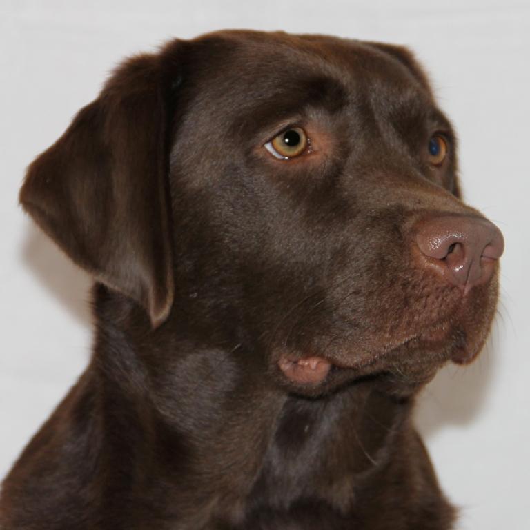Wilann Labradors, Labrador Puppies, Labrador Breeder Connecticut, Labrador Breeders New England