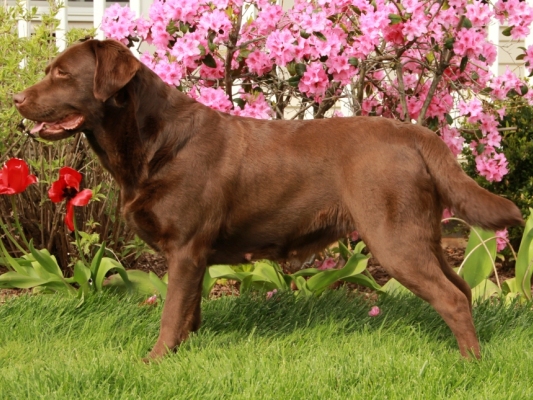 Wilann Labradors, Labrador Puppies, Labrador Breeder Connecticut, Labrador Breeders New England
