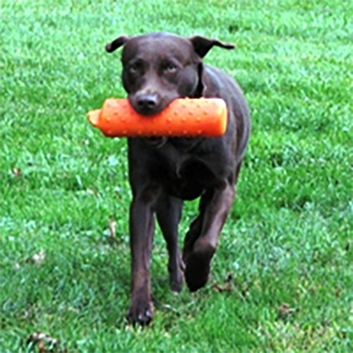 Wilann Labradors, Labrador Puppies, Labrador Breeder Connecticut, Labrador Breeders New England