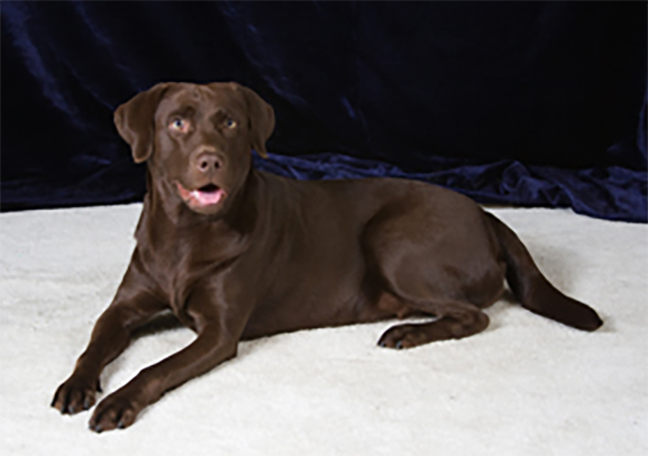 Wilann Labradors, Labrador Puppies, Labrador Breeder Connecticut, Labrador Breeders New England