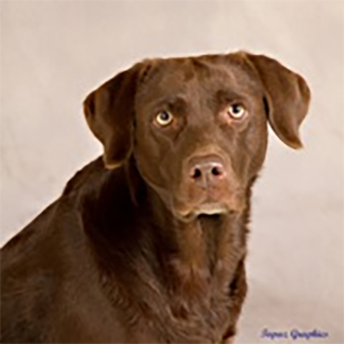 Wilann Labradors, Labrador Puppies, Labrador Breeder Connecticut, Labrador Breeders New England