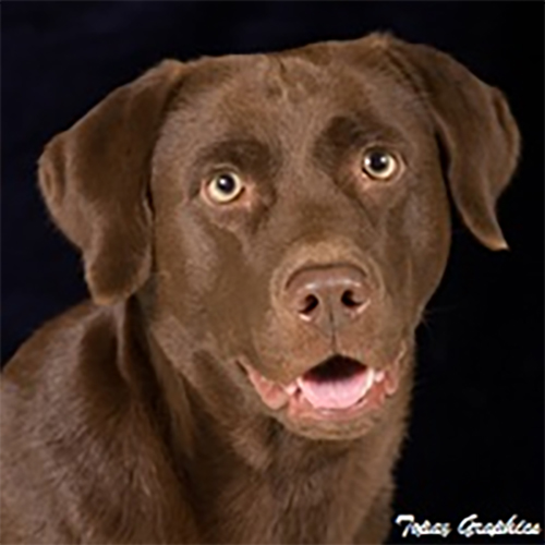 Wilann Labradors, Labrador Puppies, Labrador Breeder Connecticut, Labrador Breeders New England