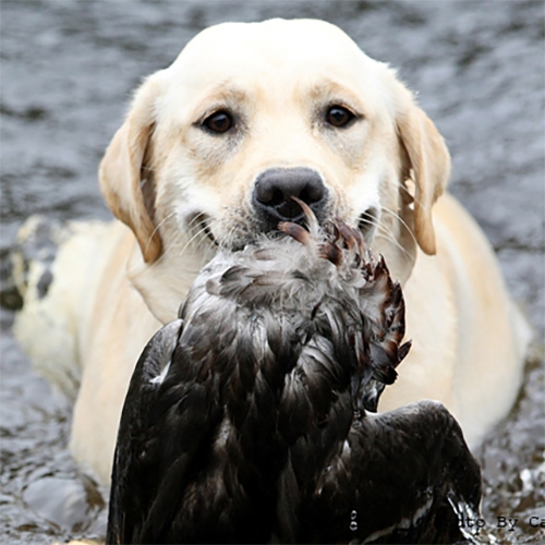 Wilann Labradors, Labrador Puppies, Labrador Breeder Connecticut, Labrador Breeders New England