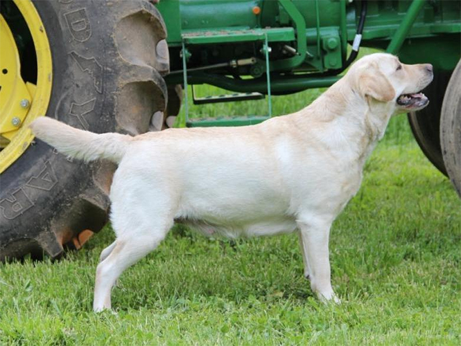 Wilann Labradors, Labrador Puppies, Labrador Breeder Connecticut, Labrador Breeders New England