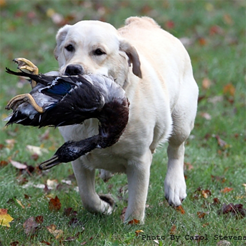 Wilann Labradors, Labrador Puppies, Labrador Breeder Connecticut, Labrador Breeders New England