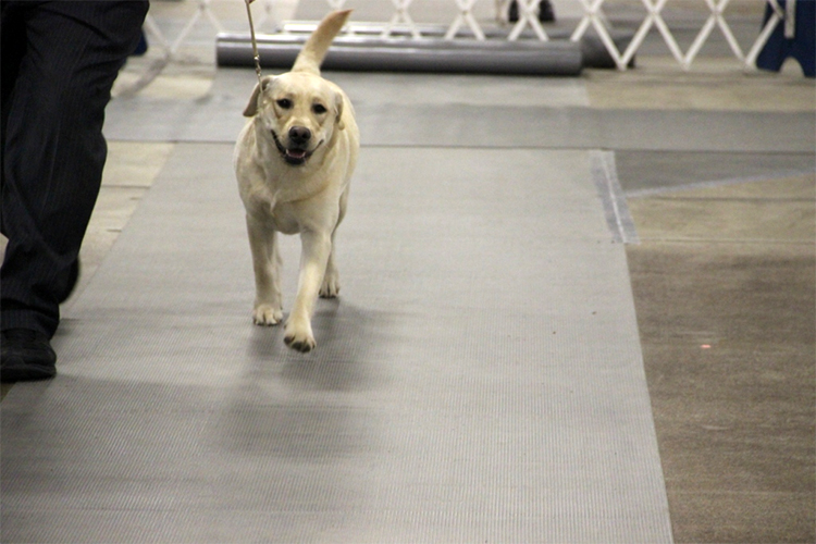 Wilann Labradors, Labrador Puppies, Labrador Breeder Connecticut, Labrador Breeders New England