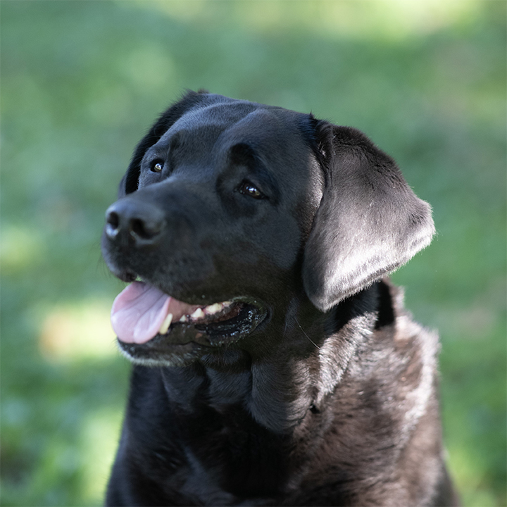 Wilann Labradors, Labrador Puppies, Labrador Breeder Connecticut, Labrador Breeders New England