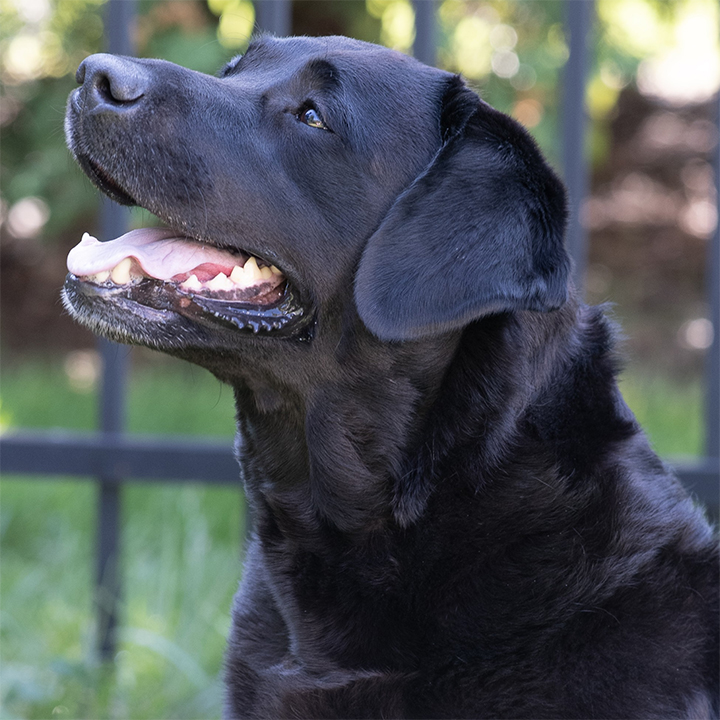 Wilann Labradors, Labrador Puppies, Labrador Breeder Connecticut, Labrador Breeders New England